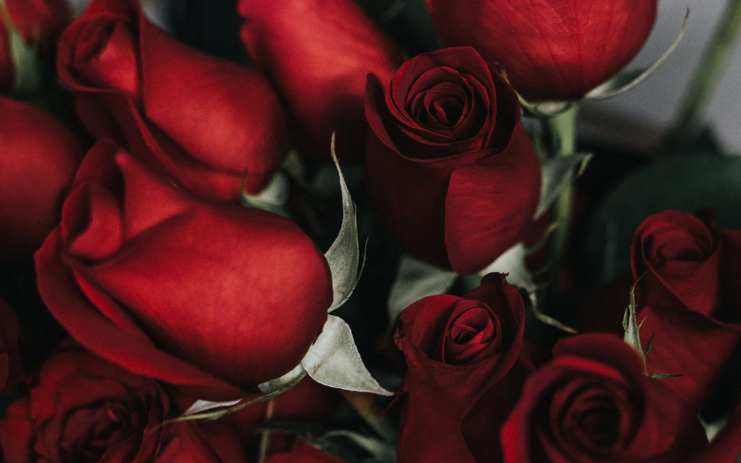 Bunch of beautiful red roses.