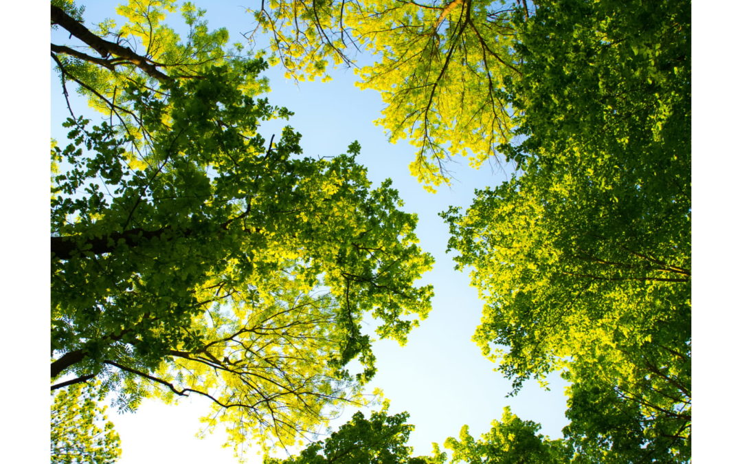 Looking up from below at trees.